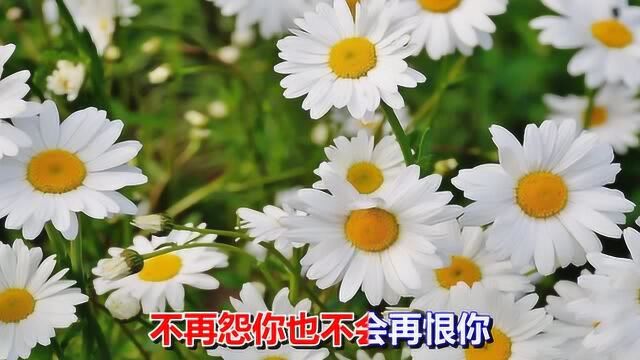 一首好听的伤感情歌《来生不再遇见你》