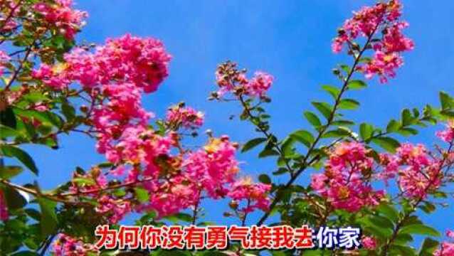 一首情歌《梦落花》好听极了