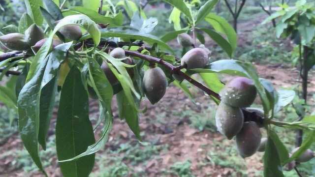 雨中乡村,春色满园,果实茁壮成长