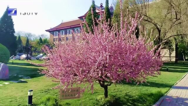 2020年4月,天津大学校园呈现出千株海棠摇玉树的美丽风景