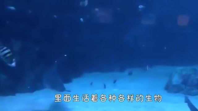 世界上最大的水族馆,有10万多种海洋生物,像是另一个星球的入口