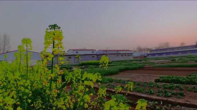 实拍乡村春色夜,奶奶告诉我邻居小狗和小虎同一天丢失,我忧郁了