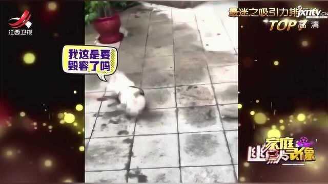 隔空被猫抓一爪,狗子立马躺地上直打滚:啊啊啊啊,我被毁容啦!