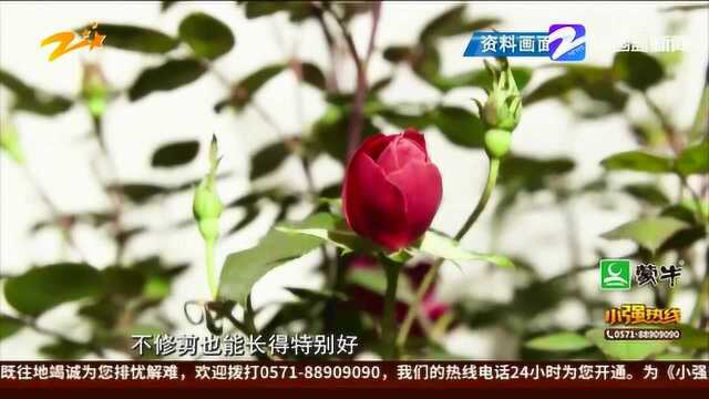 五一“浙”里游:西湖郭庄“绝代佳人”迎八方游客