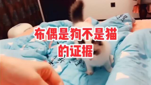 猫咪:我始终谨记我是一只狗,铲屎官你来吧