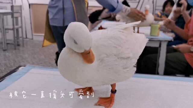 店名:来玩鸭CALL DUCK~柯尔鸭太可爱了太可爱了!!!