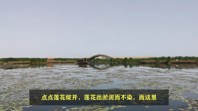 大美新疆博斯腾湖阿洪口,莲海世界,尕亚之泪的浪漫爱情故事