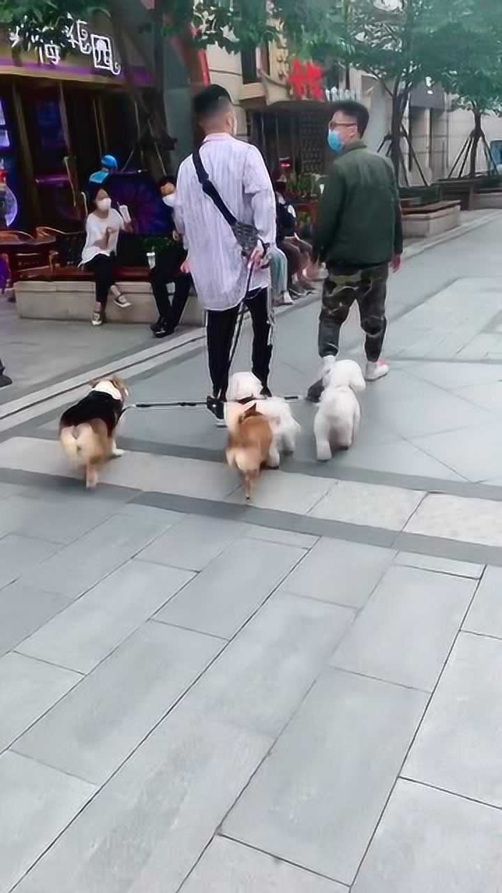 汉街偶遇哈尼很可爱哟柯铭