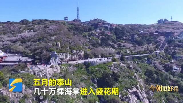 这就是山东丨航拍5月泰山极顶海棠花开 粉色海洋如画卷