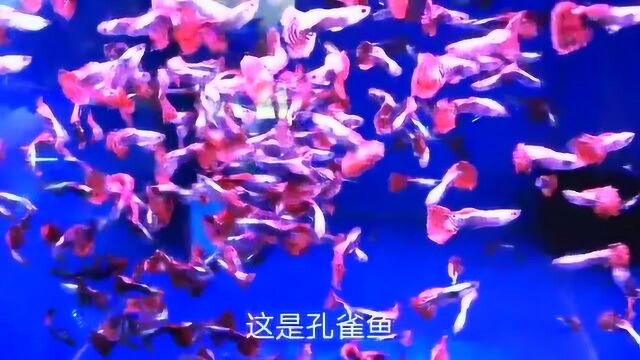 实拍广州花地湾花鸟鱼艺中心,你们认识这是什么观赏鱼吗