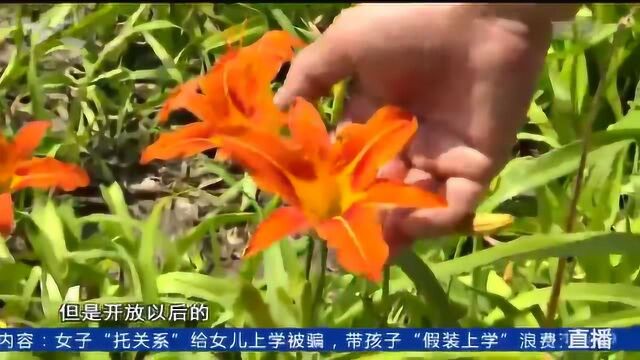 萱草不是黄花菜 景观绿植别误食