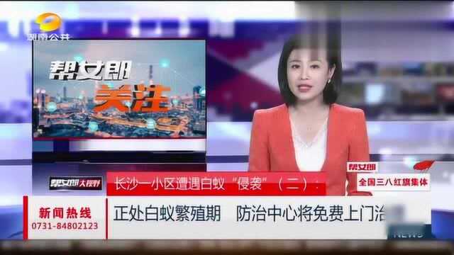 多户家中遭白蚁侵扰,小家伙们成片出没,让业主无计可施