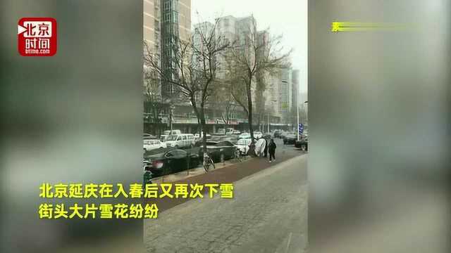 延庆又又又下雪啦,气象北京:小宝贝鹅穿暖和点!