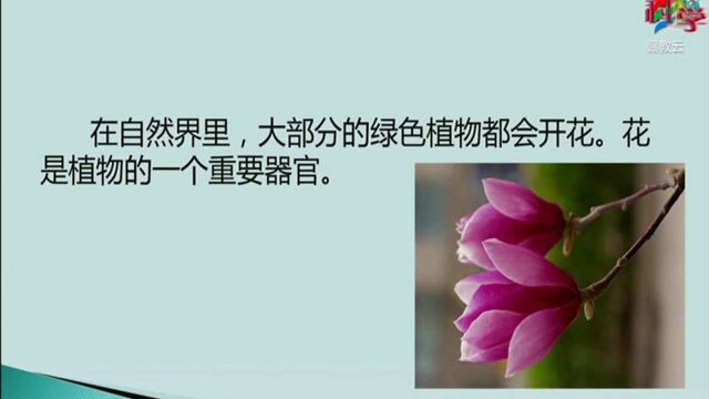 三年级科学(粤教版)《植物的花》