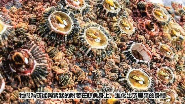 世界最奇特的5种甲壳类动物,经典恐怖电影《异性》的原型