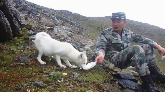 战士雪地拯救白狐,白狐从此“赖上”兵哥哥,一起守边疆10年!