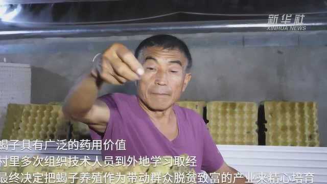 河北阜城:小蝎子为农民脱贫“加油提速”