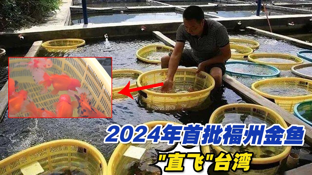 2024年首批福州金鱼＂直飞＂台湾,出口时效再提速