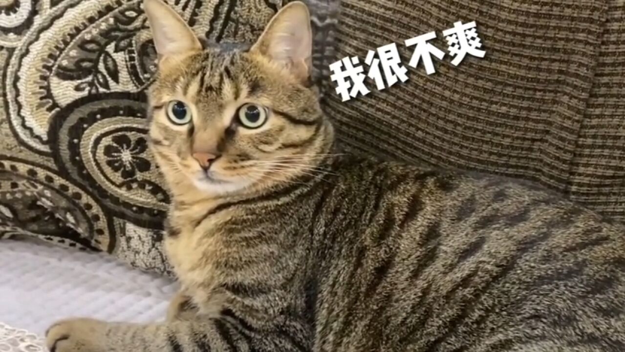 狸花猫作为国内唯一的品种猫,为什么会被CFA除名?这背后到底发生了什么?