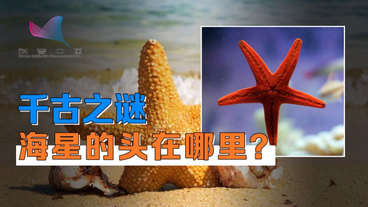 海星的头在哪里?千古迷题有了新答案