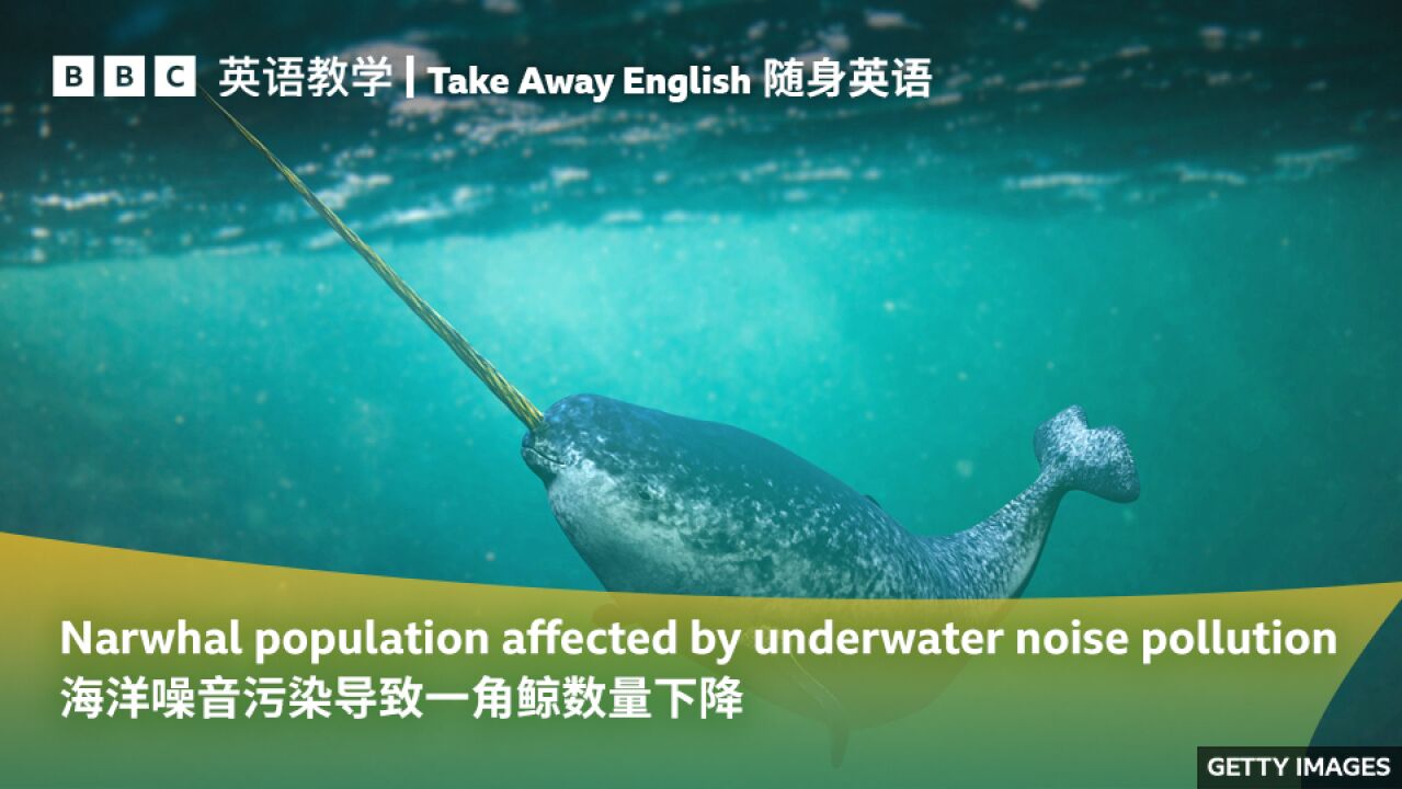 BBC随身英语:海洋噪音污染导致一角鲸“Narwhals”数量下降