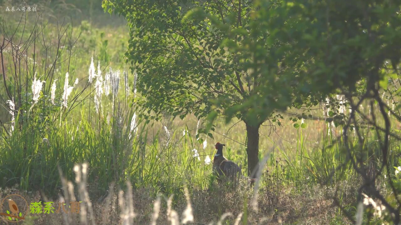 草长莺飞,野鸡妈妈带着一群小鸡在野外沙浴,不知不觉长大了