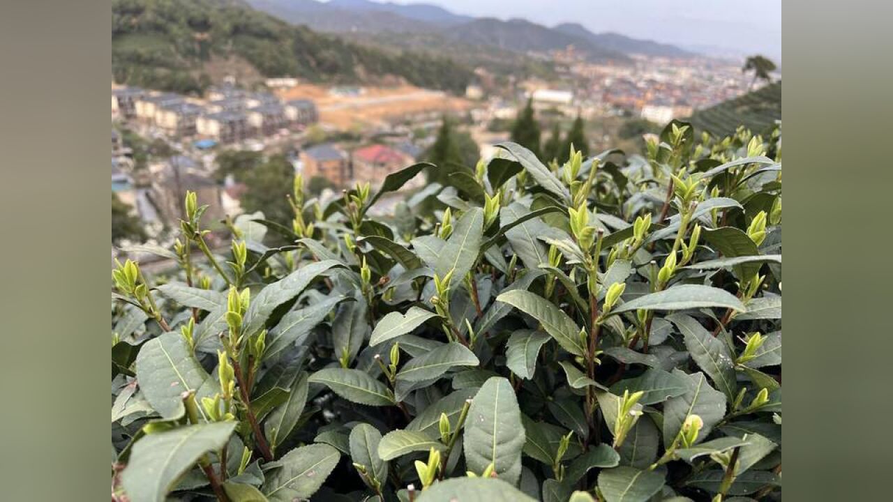 头茬香!明前茶贵如金,西湖龙井零星开采,茶农已接到预订