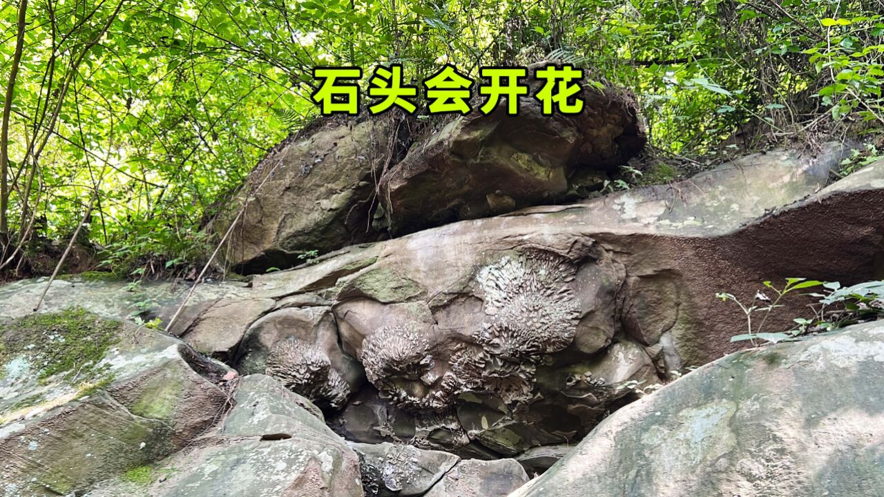 重庆大山发现石头会开花,带大家上山眼见为实,真是让人不敢相信