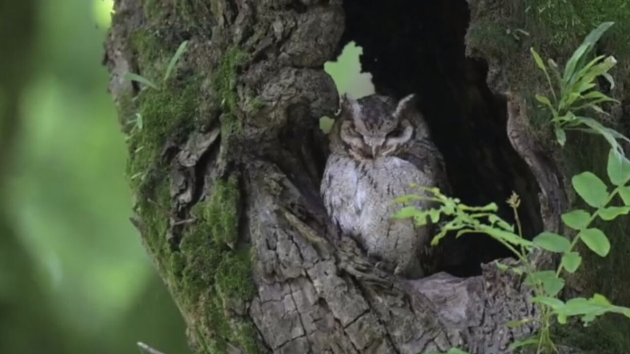 杭州九溪猫头鹰受热捧 景区呼吁文明观察莫打扰