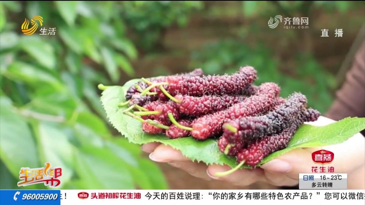 烟台:桑葚丰收嘉年华,共享甜蜜时光