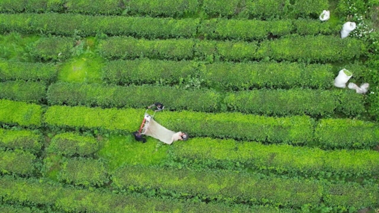 江西宁都县万亩夏茶进入收获期 机械化采茶提速增效