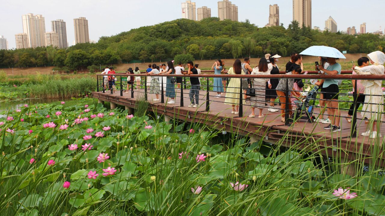 西安桃花潭:夏日荷花别样红,众多市民漫步廊桥近距离观赏荷之美