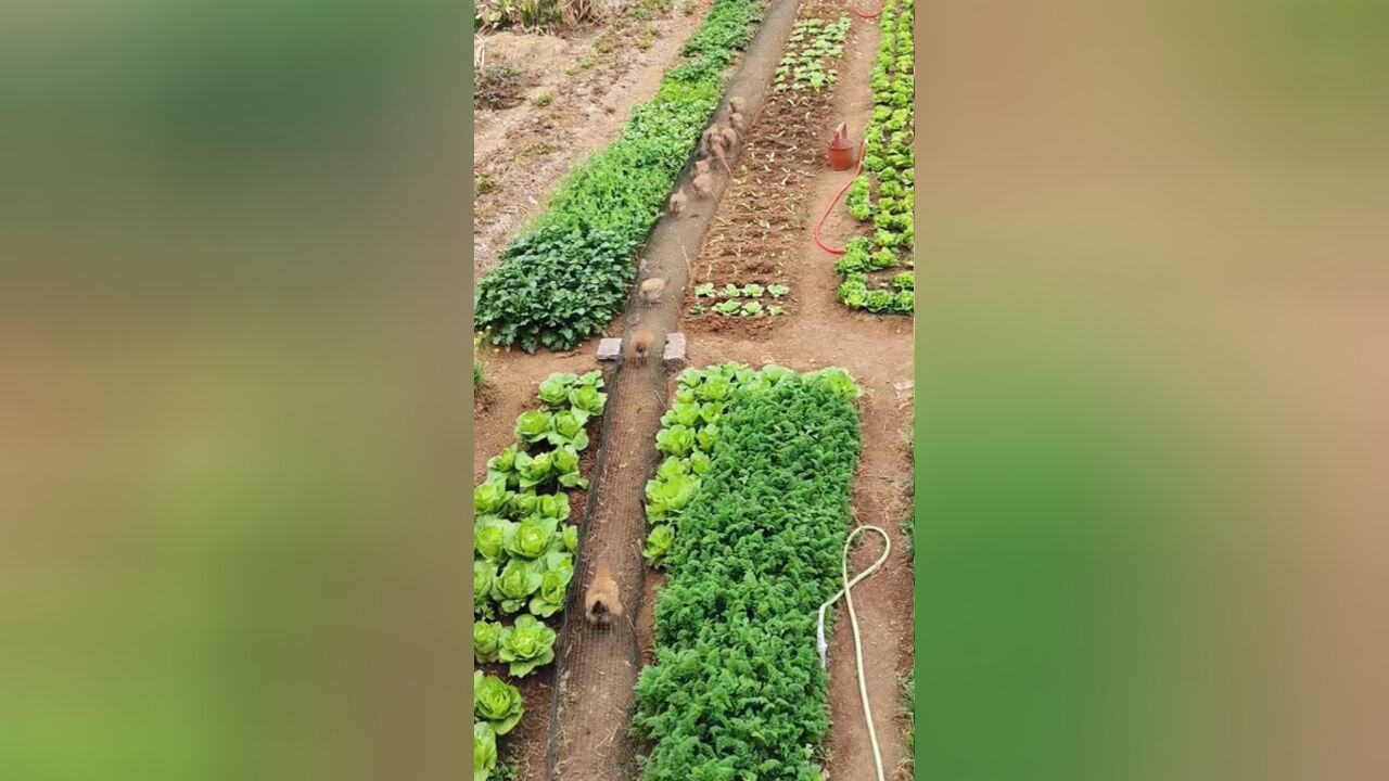 男子晒老父亲设计的“鸡隧道”,从鸡舍直通菜园:种菜养鸡两不误