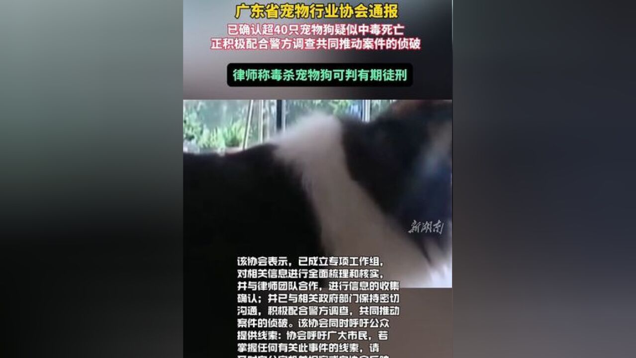 广东省宠物行业协会通报: 已确认超40只宠物狗疑似中毒死亡, 正积极配合警方调查共同推动案件的侦破.律师称毒杀宠物狗可判有期徒刑