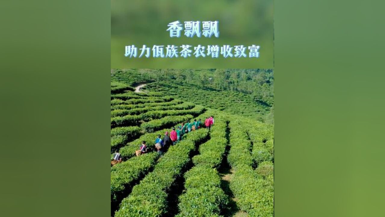 香飘飘助力佤族茶农增收致富