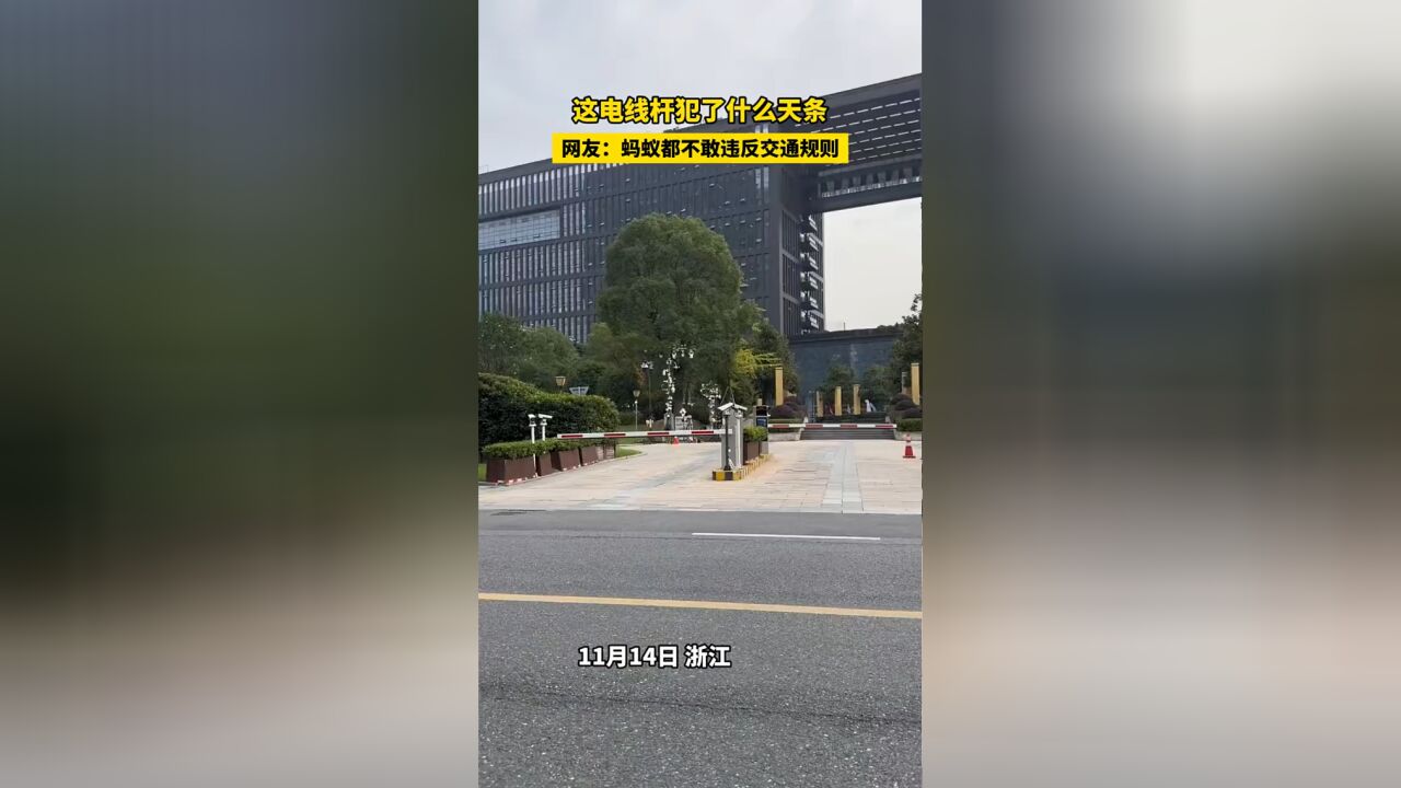 这电线杆犯了什么天条?网友:蚂蚁都不敢违反交通规则