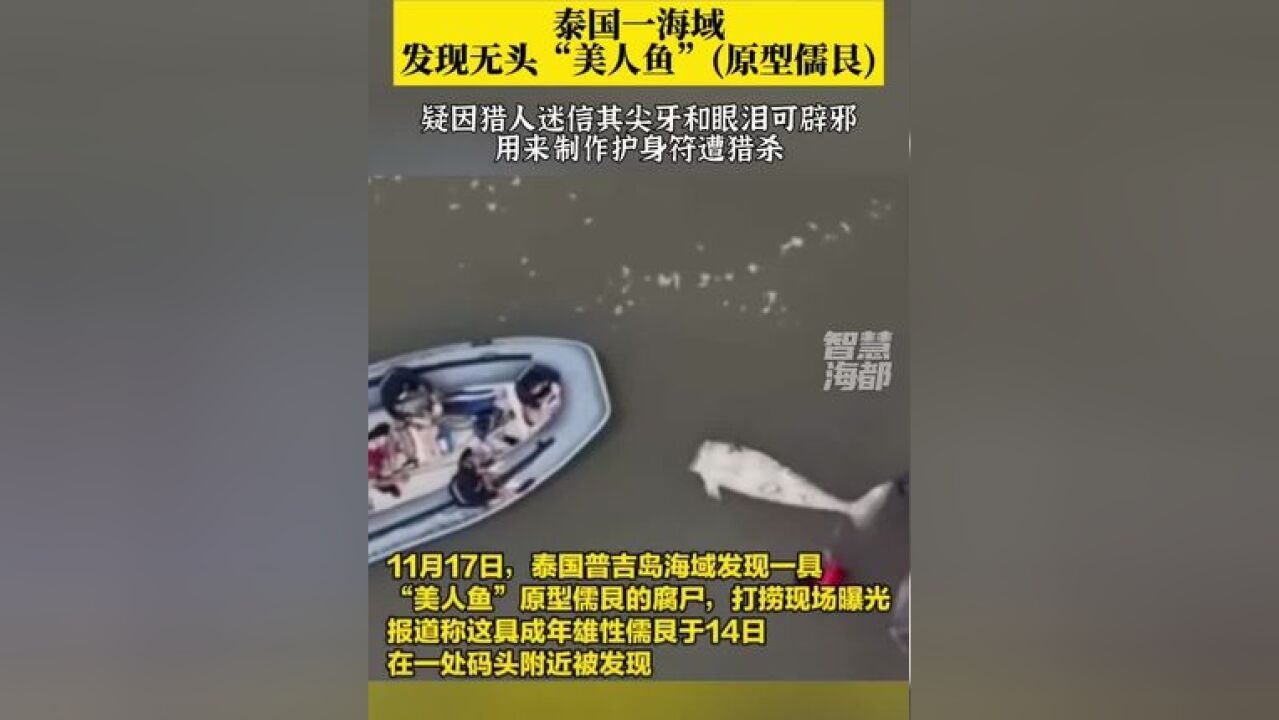 泰国一海域发现无头“美人鱼”(原型儒艮),疑因猎人迷信其尖牙和眼泪可辟邪,用来制作护身符遭猎杀