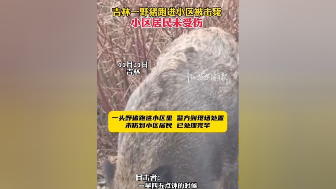 吉林一野猪跑进小区被击毙,小区居民未受伤