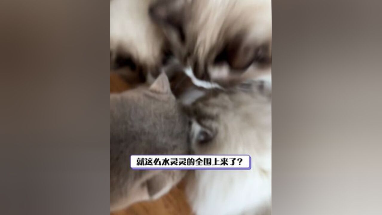 猫 给自家崽崽已经安排上咯