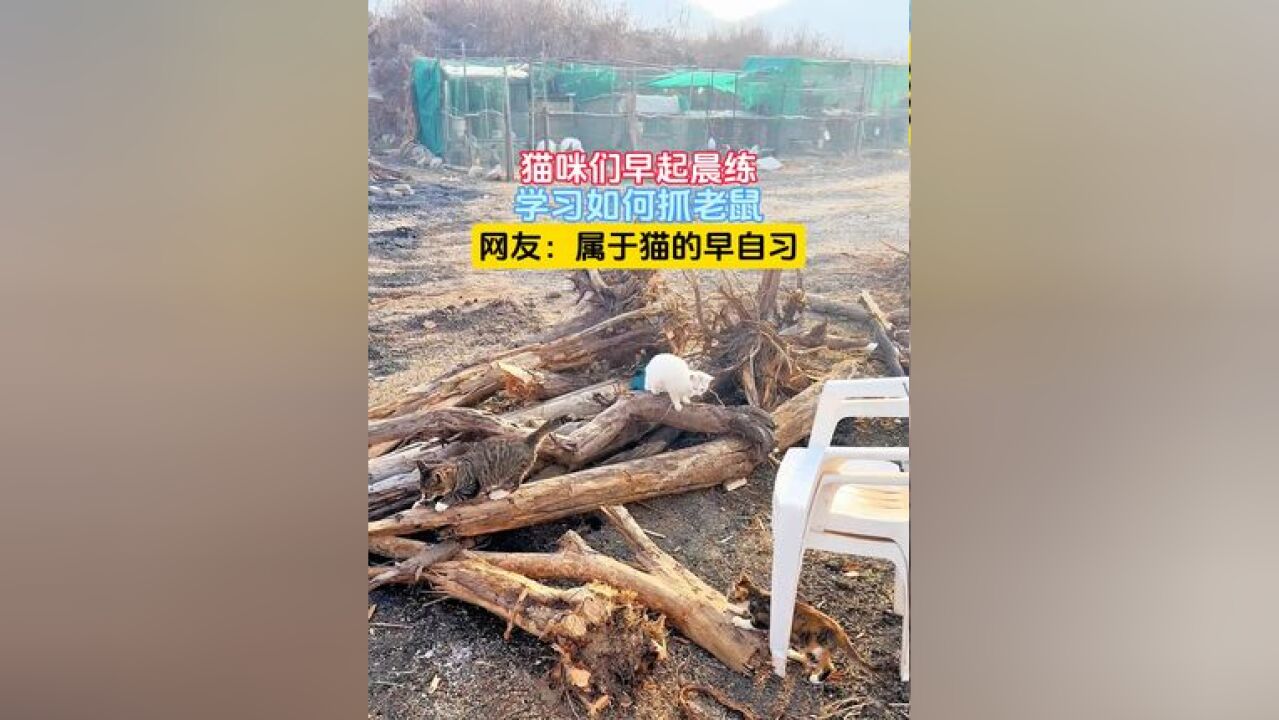 猫咪们早起晨练,学习如何抓老鼠,网友:属于猫的早自习