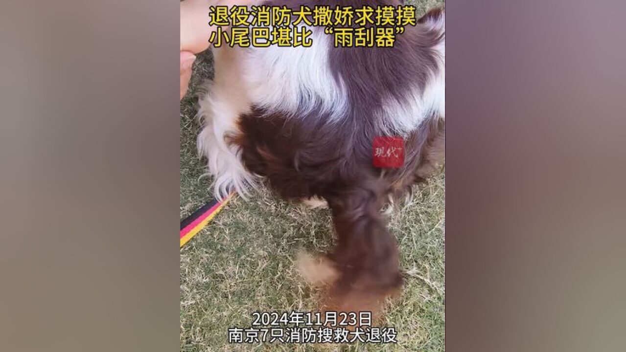 退役搜救犬肥龙小摇尾堪比“雨刮器”,只为求训导员摸摸