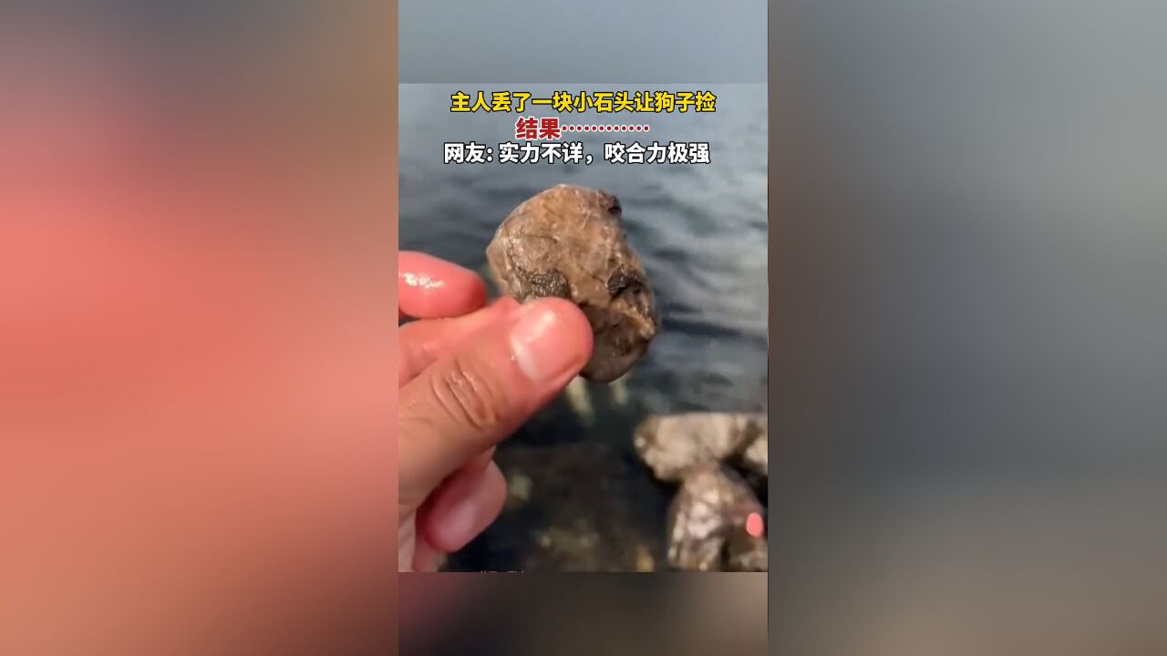 狗子:你就说捡没捡吧~