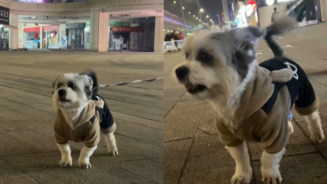 西施犬上街遇到漂亮小母狗!瞬间不想走急到“说人话”求爱:我对你的爱不完