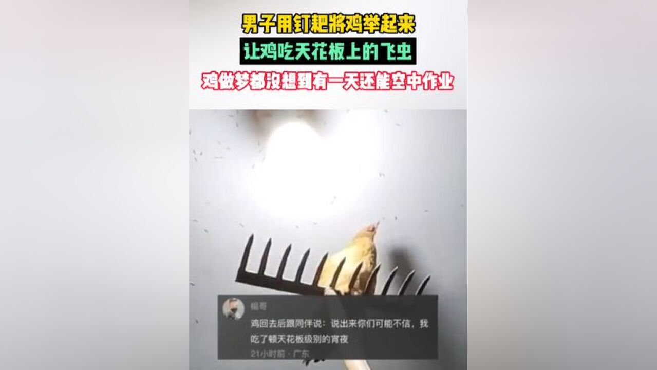 男子用钉耙将鸡举起来,让鸡吃天花板上的飞虫,鸡做梦都没想到有一天还能空中作业