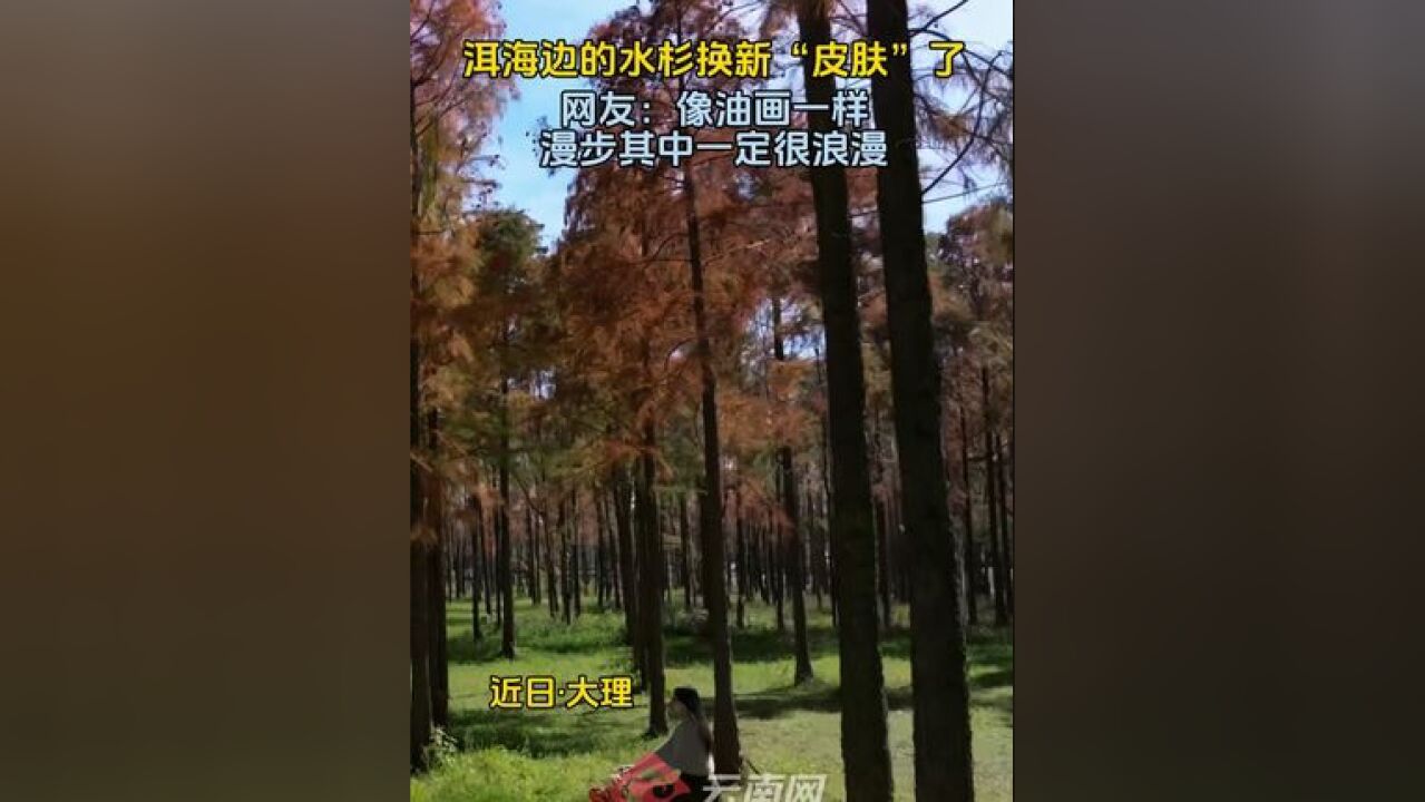 初冬的风吹过,洱海边的水杉也悄然换上了新“皮肤”,因为阳光照度的细微差异,呈现出五彩斑斓的油画般美景