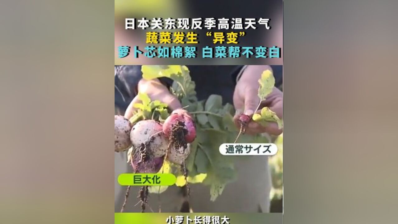 日本关东现反季高温天气 蔬菜发生“异变” 萝卜芯如棉絮 白菜帮不变白