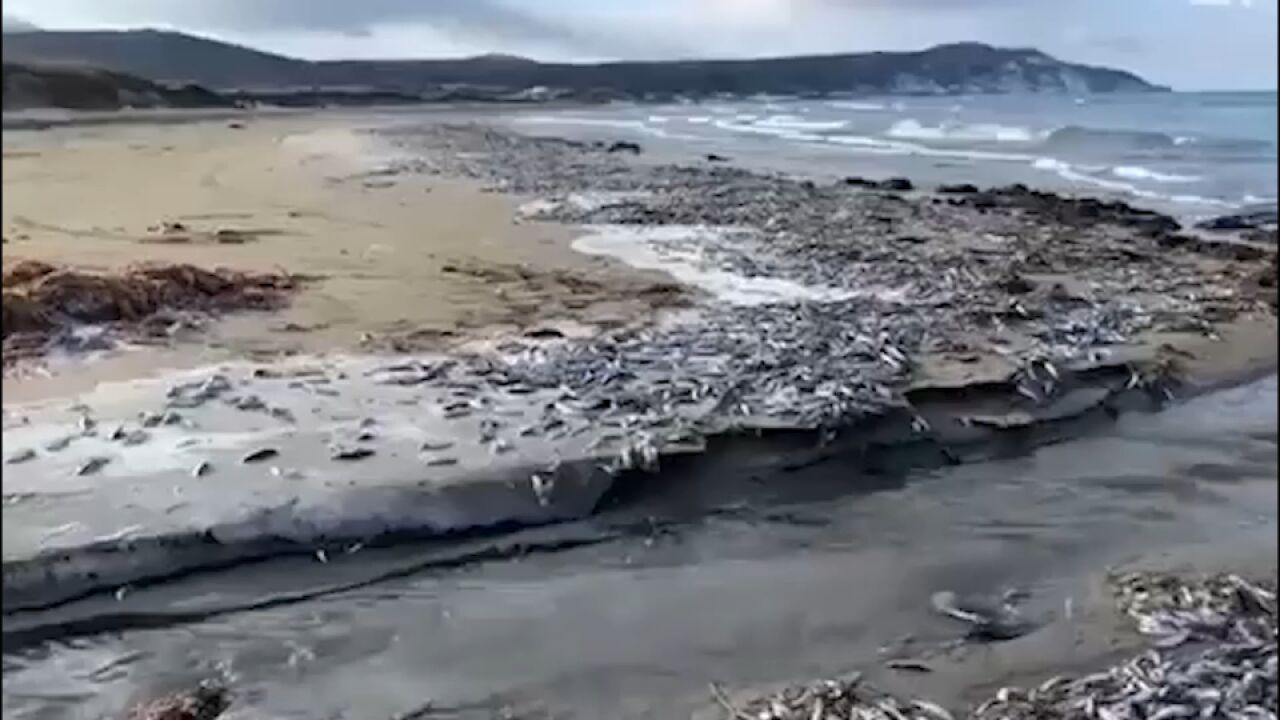 海滩出现大量死亡沙丁鱼,绵延数百米覆盖沙滩,背后原因引网友担忧