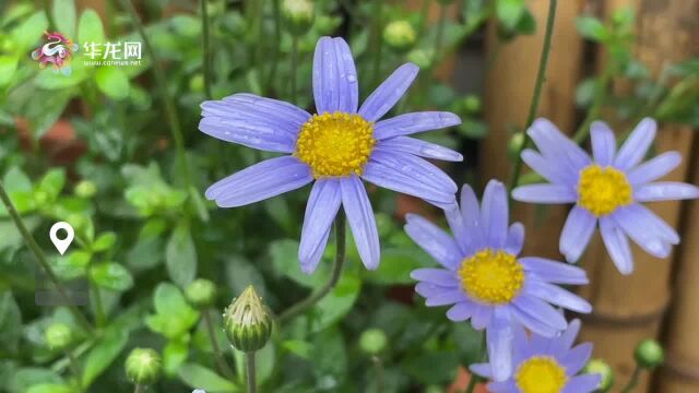 雨水渐停!周末重庆天气短暂好转 最高气温或回升至20℃