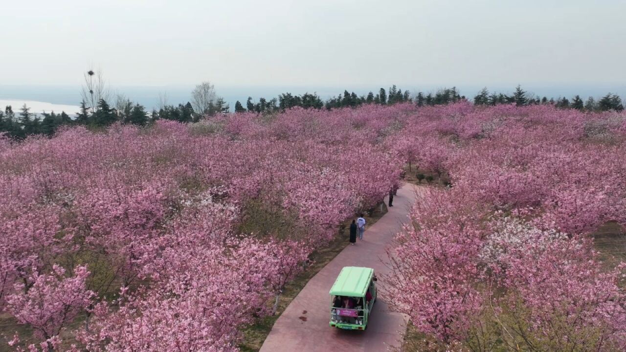 荥阳第八届黄河樱花节盛大启幕:吸引市民纷纷拿出手机打卡与樱花合照