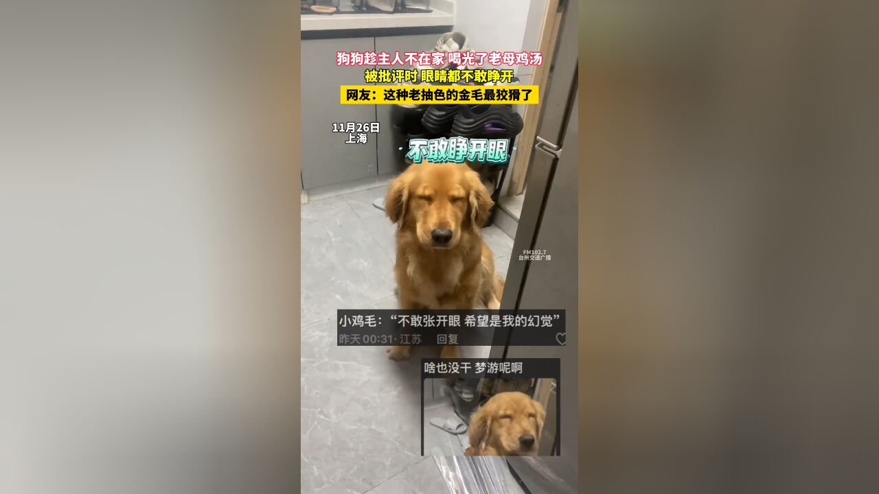 狗狗趁主人不在家,喝光了老母鸡汤